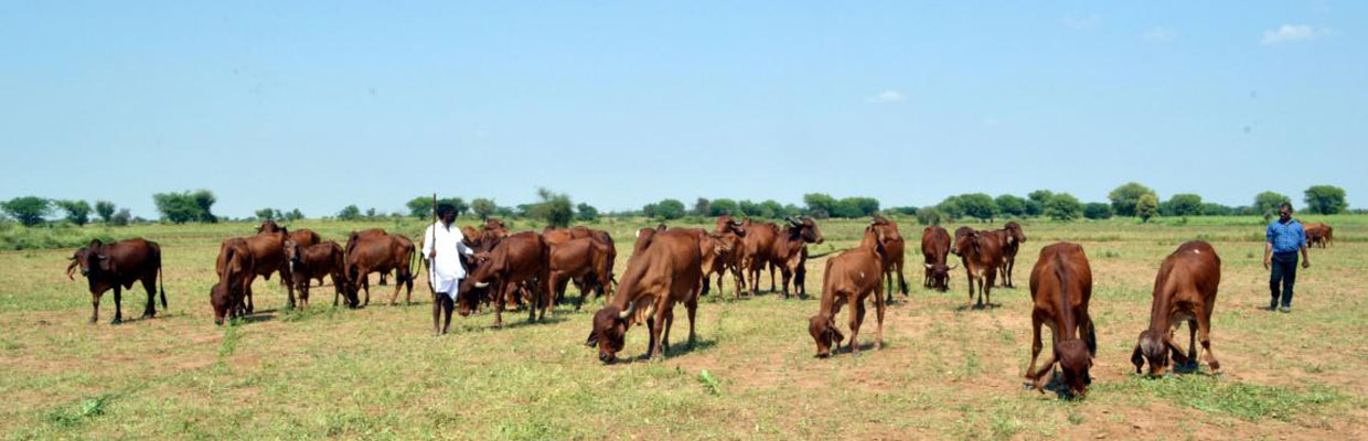 A2 Milk Suppliers In Hyderabad